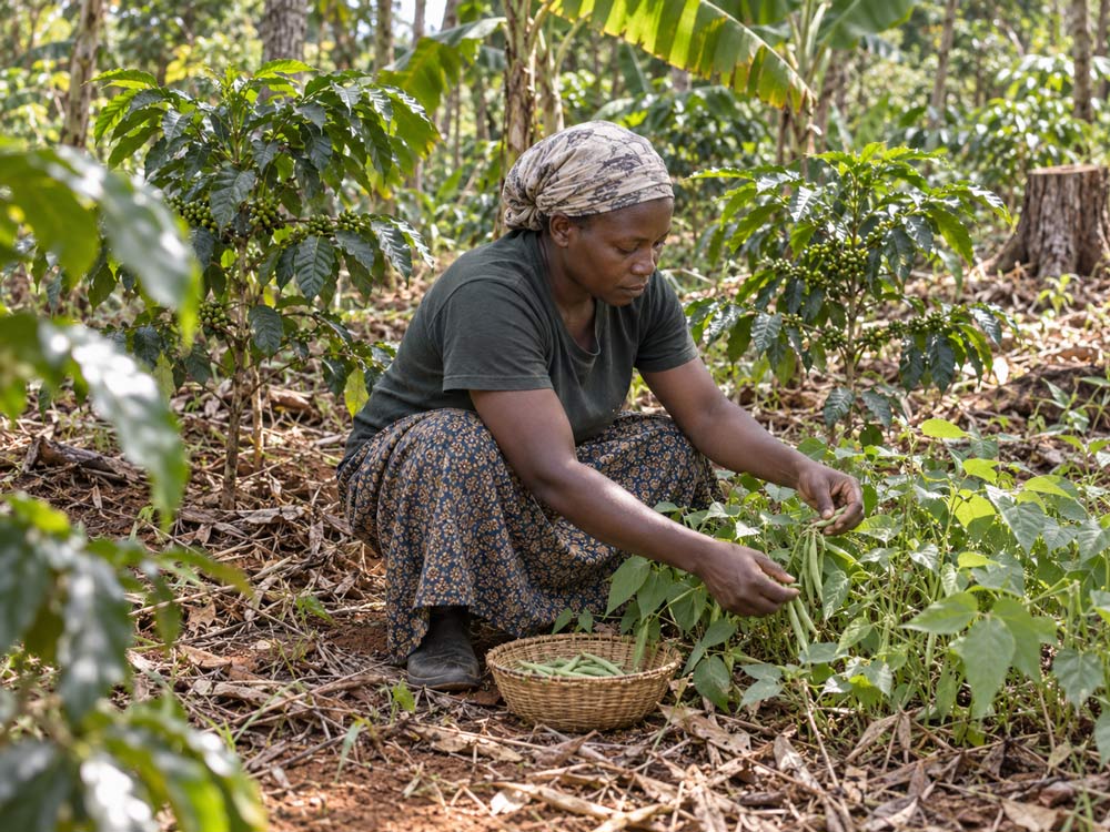 Food crops growing among the planting at Marian&rsquo;s Eden
